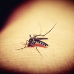 mosquitoe 1548975 1920