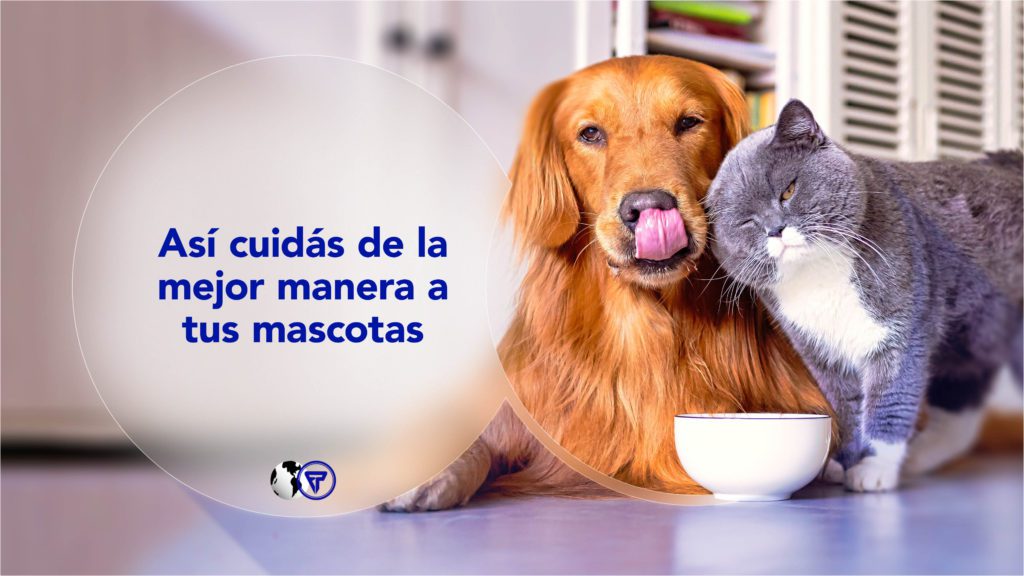 Cuidado de tus mascotas