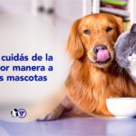 Seguro para Perros y Gatos