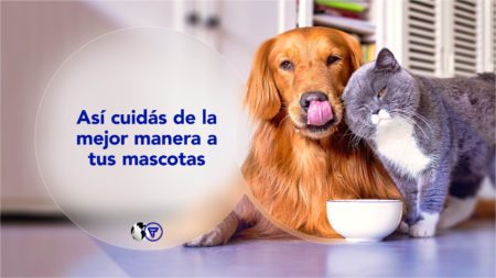 Recomendaciones para el cuidado de tus mascotas